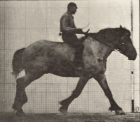 Plate 615 'Hansel' cantering, bareback — figure reference